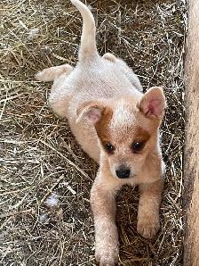 Heeler puppies red and blue - Photo 4