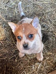 Heeler puppies red and blue - Photo 5