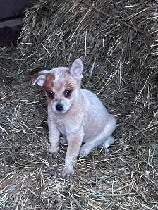Heeler puppies red and blue - Photo 6