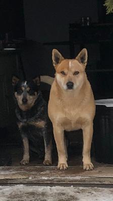 Heeler puppies red and blue - Photo 7