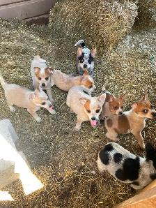 Heeler puppies red and blue - Photo 8