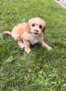 Mini Cockapoo puppies - Photo 2