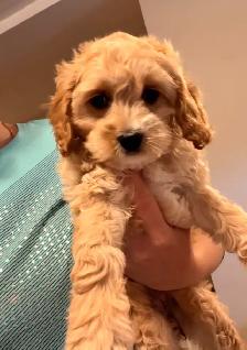 Mini Cockapoo puppies - Photo 4