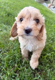 Mini Cockapoo puppies - Photo 5