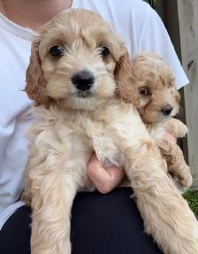 Mini Cockapoo puppies - Photo 6