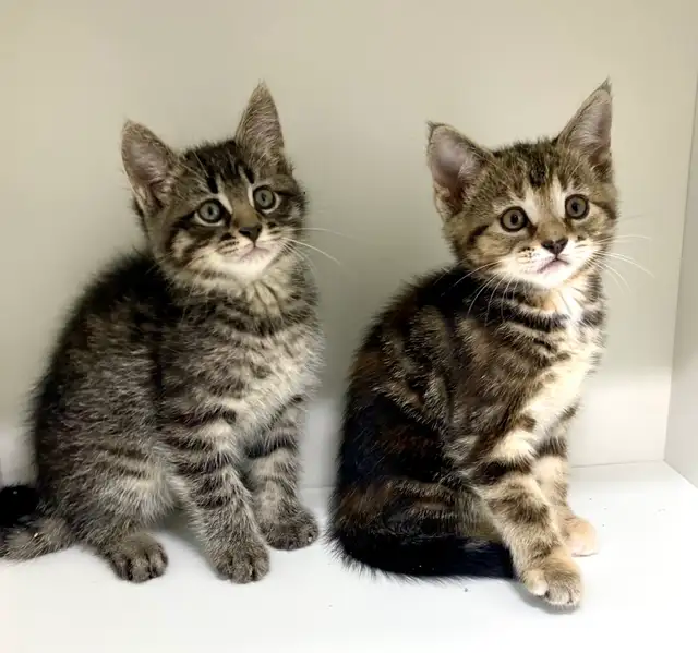 Tabby Kittens!