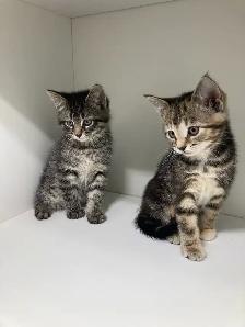 Tabby Kittens! - Photo 3