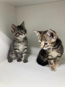 Tabby Kittens! - Photo 4