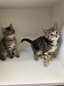 Tabby Kittens! - Photo 5