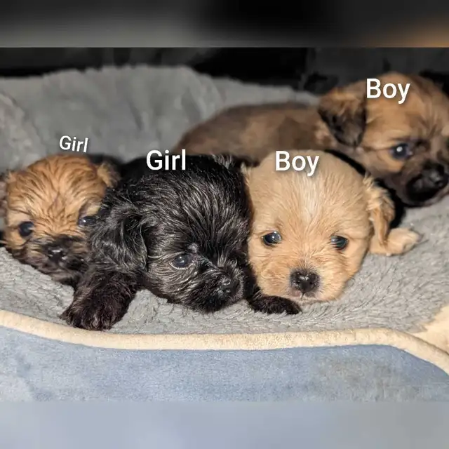 Beautiful pups