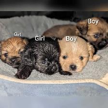 Beautiful pups