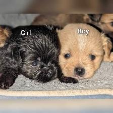 Beautiful pups - Photo 2