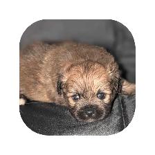 Beautiful pups - Photo 3