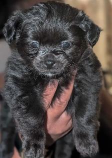 Beautiful pups - Photo 4