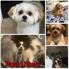 Beautiful pups - Photo 5