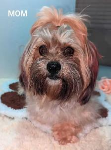Beautiful pups - Photo 7