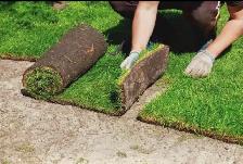 Sod installation - Photo 3