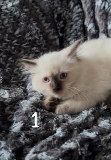 Purebred Ragdoll Kittens - Photo 3