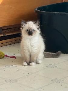 Purebred Ragdoll Kittens - Photo 4