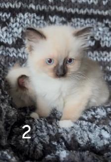 Purebred Ragdoll Kittens - Photo 5