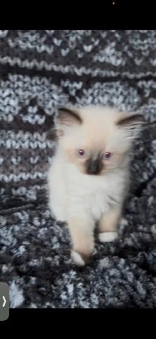 Purebred Ragdoll Kittens - Photo 6