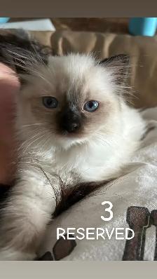 Purebred Ragdoll Kittens - Photo 7