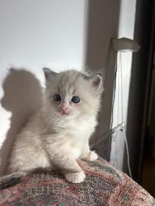 Ragdoll Kittens Available (Mississauga)
