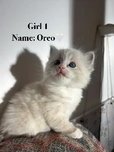 Ragdoll Kittens Available (Mississauga) - Photo 2