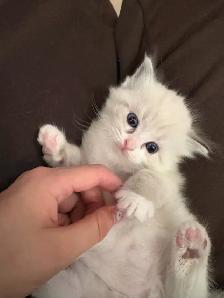 Ragdoll Kittens Available (Mississauga) - Photo 3