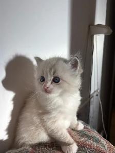 Ragdoll Kittens Available (Mississauga) - Photo 4
