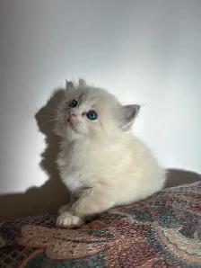 Ragdoll Kittens Available (Mississauga) - Photo 5