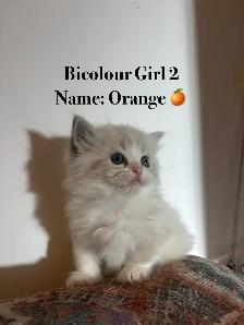 Ragdoll Kittens Available (Mississauga) - Photo 6