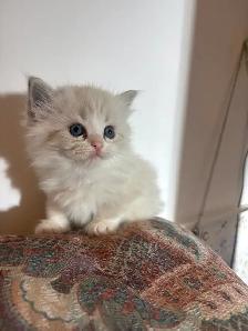 Ragdoll Kittens Available (Mississauga) - Photo 7