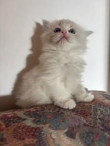 Ragdoll Kittens Available (Mississauga) - Photo 8