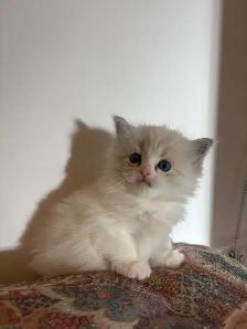 Ragdoll Kittens Available (Mississauga) - Photo 9