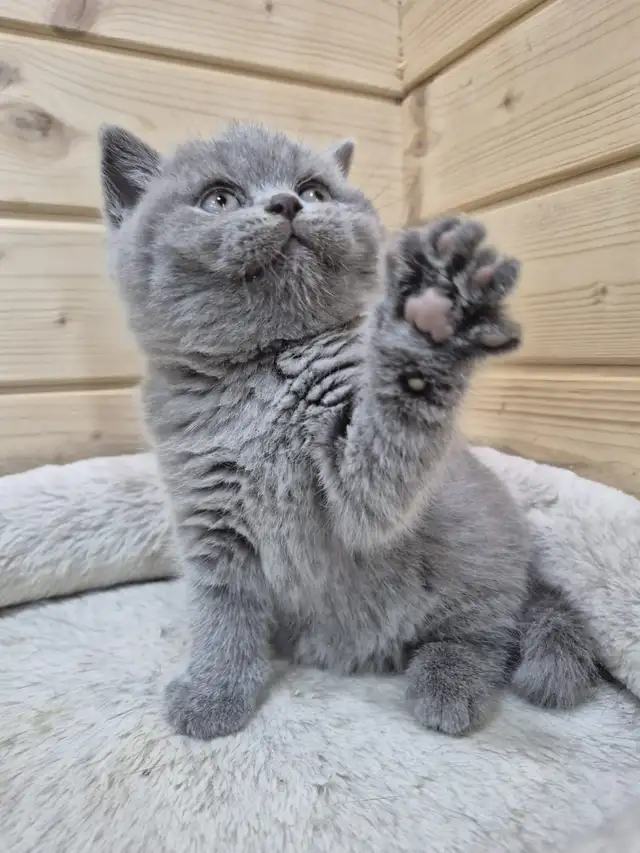 CCA Registered British Shorthair Blue Purebred kittens