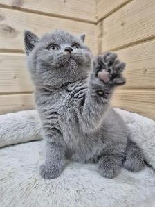 CCA Registered British Shorthair Blue Purebred kittens