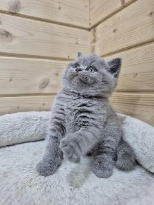 CCA Registered British Shorthair Blue Purebred kittens - Photo 2