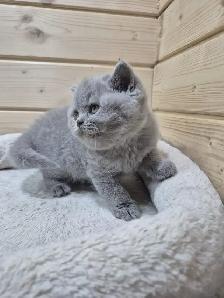 CCA Registered British Shorthair Blue Purebred kittens - Photo 3
