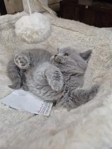 CCA Registered British Shorthair Blue Purebred kittens - Photo 4