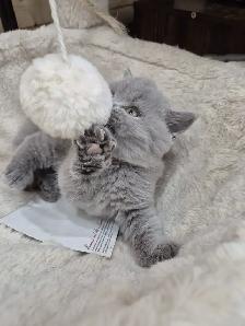 CCA Registered British Shorthair Blue Purebred kittens - Photo 5