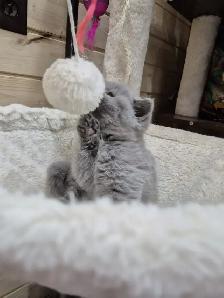 CCA Registered British Shorthair Blue Purebred kittens - Photo 6