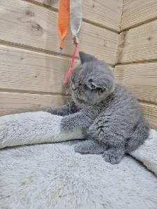 CCA Registered British Shorthair Blue Purebred kittens - Photo 7