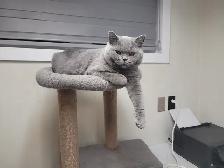 CCA Registered British Shorthair Blue Purebred kittens - Photo 8