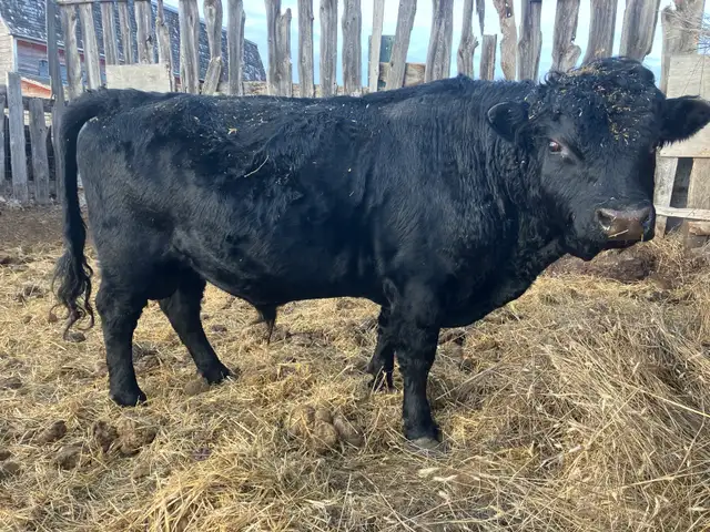 Dexter bull