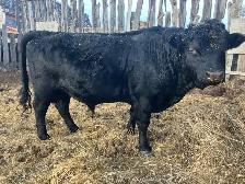 Dexter bull