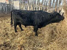 Dexter bull - Photo 2