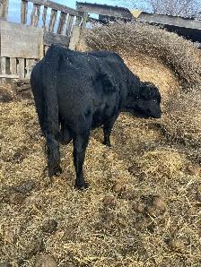 Dexter bull - Photo 3