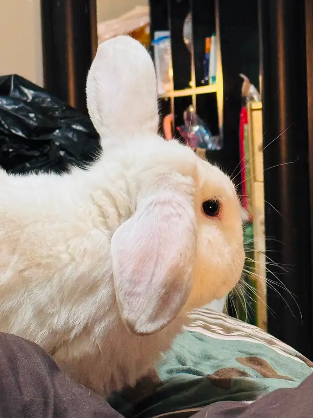 Free Male Mini-Lop Bunny