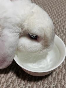 Free Male Mini-Lop Bunny - Photo 2